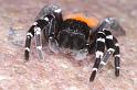 Eresus_sandaliatus_D3045_Z_91_NP De Hoge Veluwe_Nederland